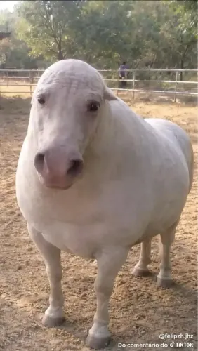 Cavalo branco novo 