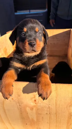 Filhotes de Rottweiler Cabeça de Touro - Machos Disponíveis