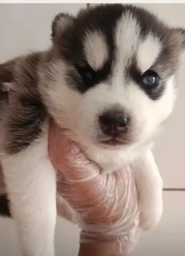 Husky siberiano lindo e encantador