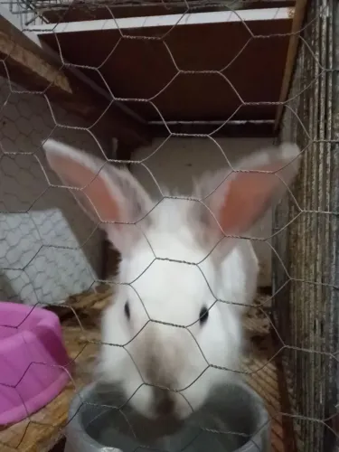 Coelho macho
