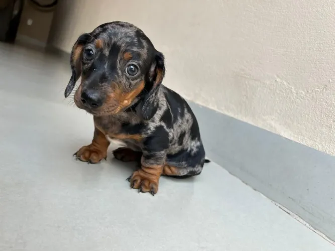 Filhote Basset Daschund Macho Alerquim