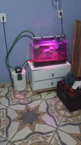 Vendo aquário completo com móvel filtro canister iluminação e filtro UV 400 reais <br>