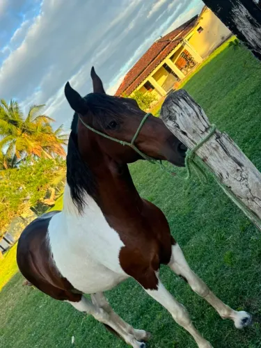 Vende-se cavalo mangala genuíno de marcha picado grande forte e disposto animal forte