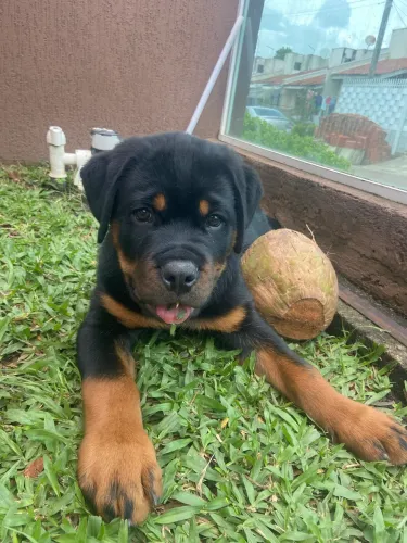 Filhote de Rottweiler Macho - 2 Doses de Vacina