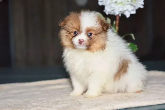 Spitz Alemão,Spitz Alemão Filhote Muito Amoroso e Dócil