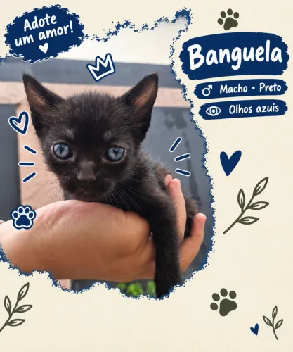 Gatinho macho preto para adoção