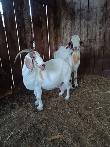 Cabras 