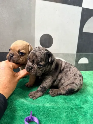 Bulldogue francês 