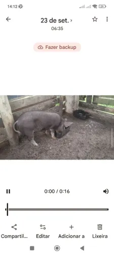 Porcos ?