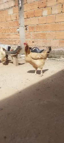 Galinha caipira