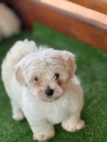 Maltês - Para quem ama perfeição.