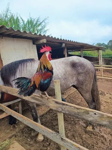 Galo Cara de palhaço Perdiz