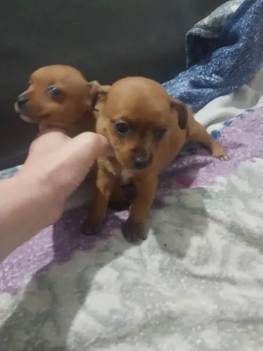 Pinscher