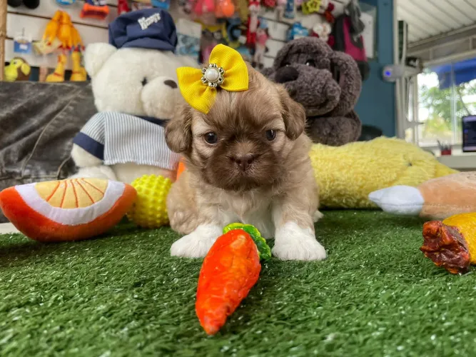 Shihtzu filhote fêmea