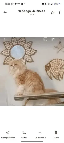 Gato persa