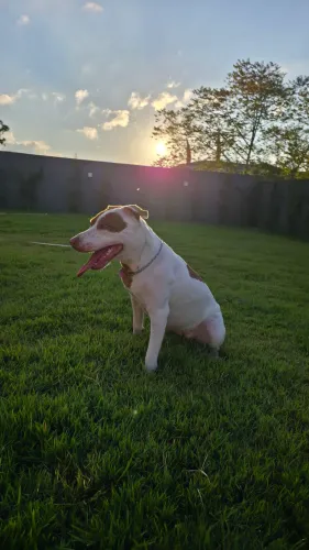 DOACAO PITBULL