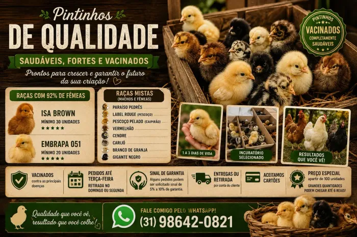 Pintinhos Vacinados de Qualidade | Isa Brown, Embrapa 051 e Outras Raças