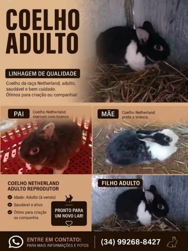 Vendo  Coelho  