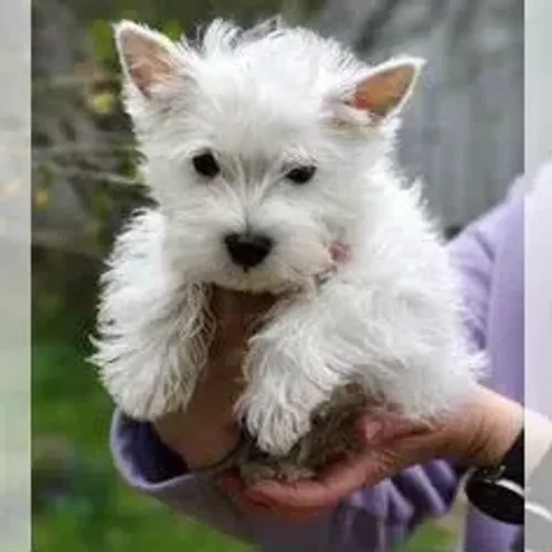 West Terrier Filhote Branco Elegante