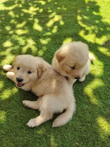 Golden Retriever Filhotinhos Lindos e Inteligentes