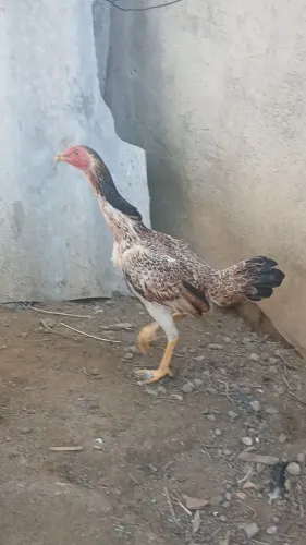 Franga índio