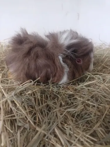 Porquinhos da índia peruanos