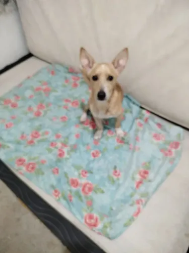 Doação de pet