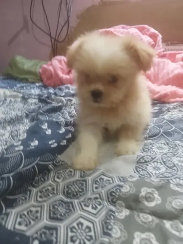 Shitzu com lulu
