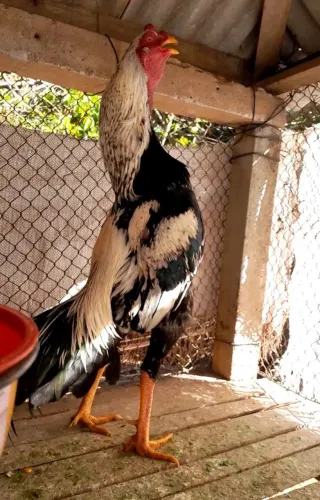 Galo