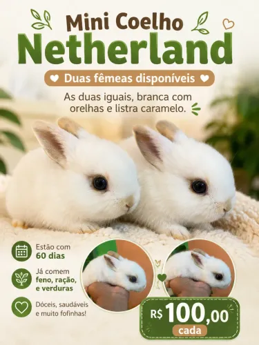 Mini coelho netherland 