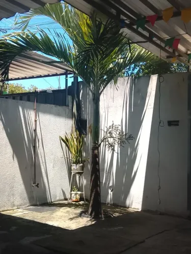 Vender palmeira fase adulta