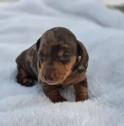 Dachshund,Dachshund Filhote Linda Linhagem Disponível