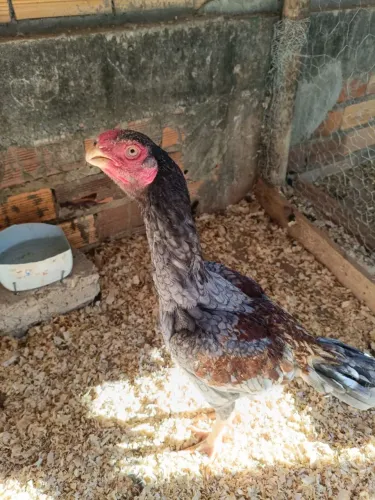 Galinha índio bicho curto