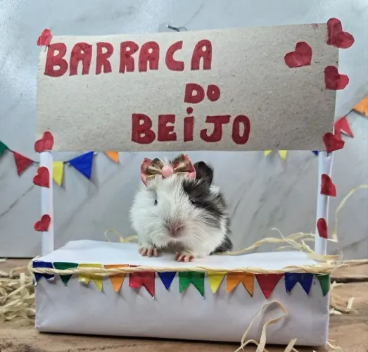 Porquinho da india