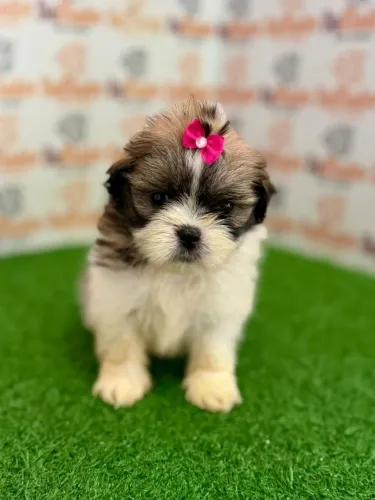Shih-tzu fêmea 