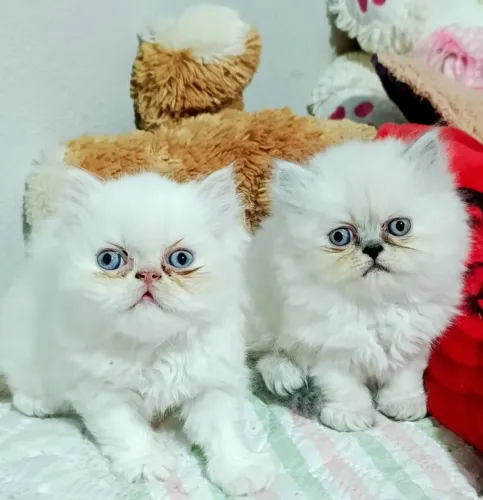 Gatinhos persas