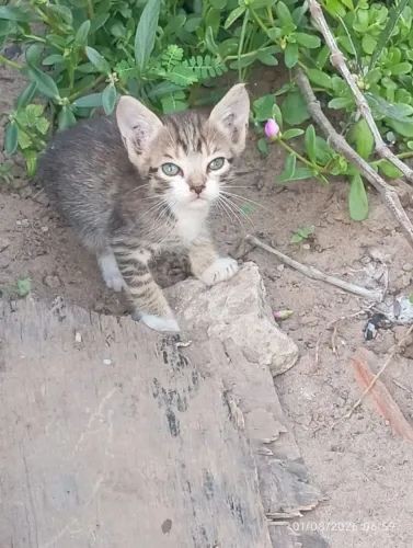 Doação gatinhos (A)