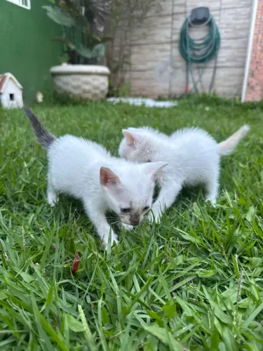 Gato para doação 