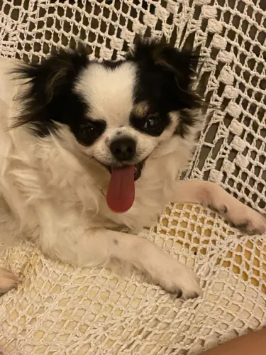 Chiuahua adulto pelo longo 
