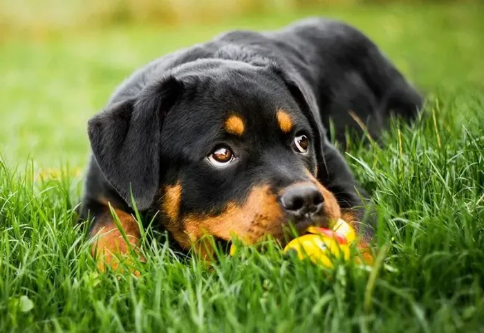 Filhote Rottweiler Macho
