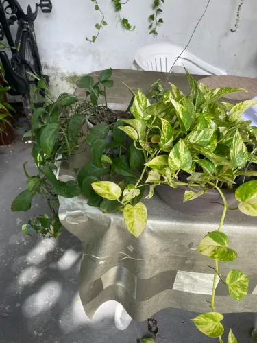 Plantas vendo