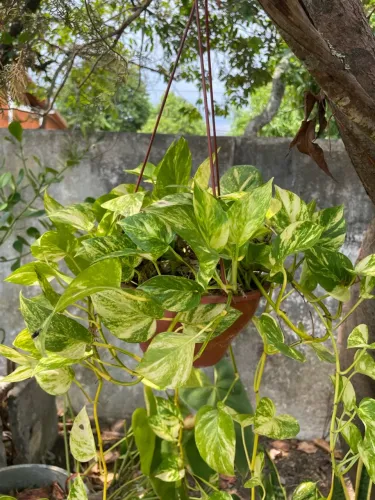 Vendo planta Jiboia