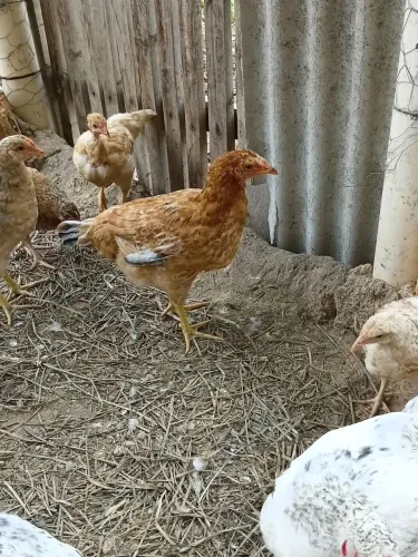 Lote com 20 frangas poedeiras