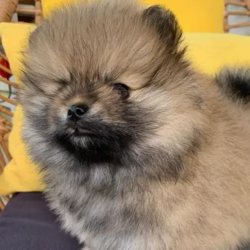 Filhotes de Spitz Alemão | Um coração peludo cheio de carinho.