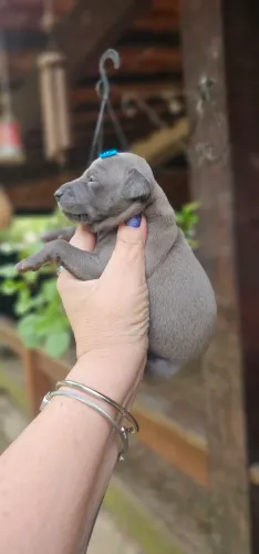 Galgo Italiano Cinza - Femea - Luxo Puro