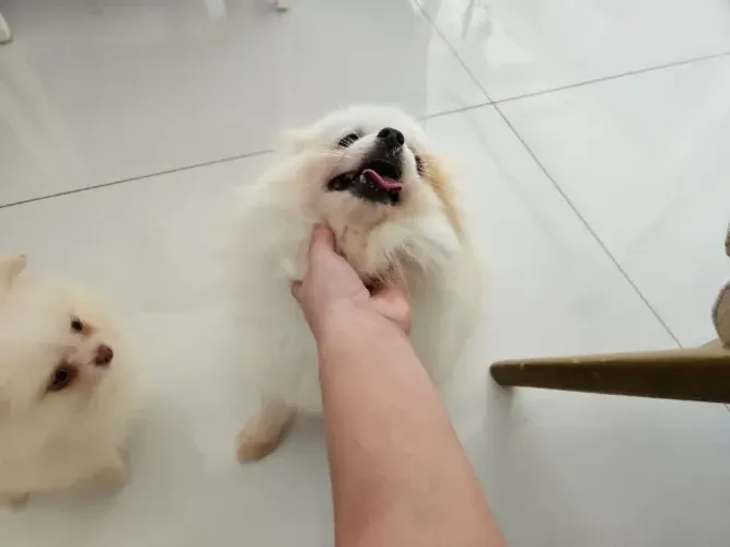 Spitz Fêmea 7 meses 