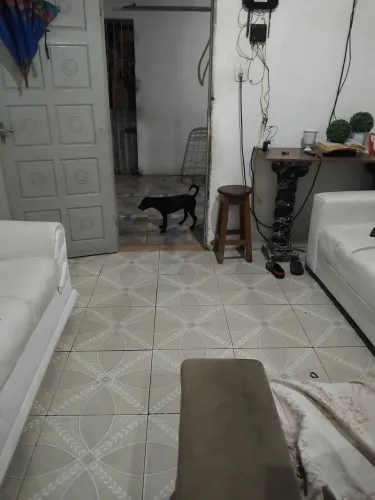 Doação de  cachorro ? ? 