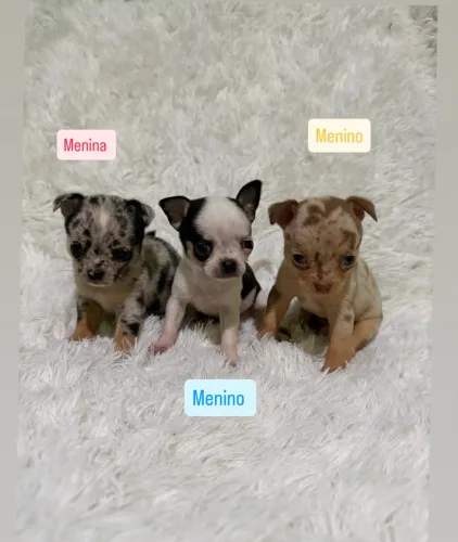 Chihuahuas filhotes 