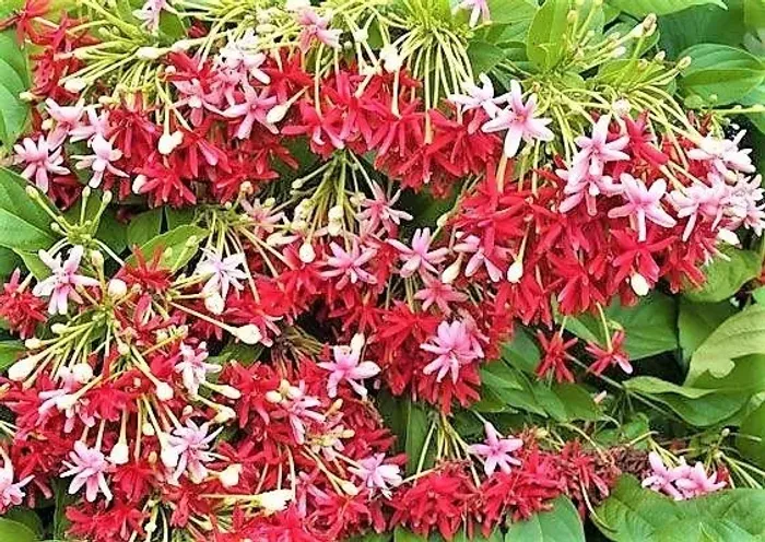 Jasmim da Índia - Quisqualis indica (Trepadeira) vendo mudas