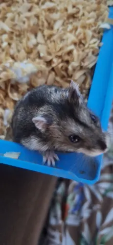 Vendo Hamster 